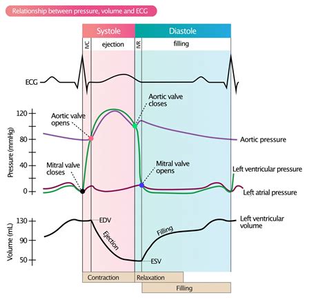 lv pressure loop diagram.